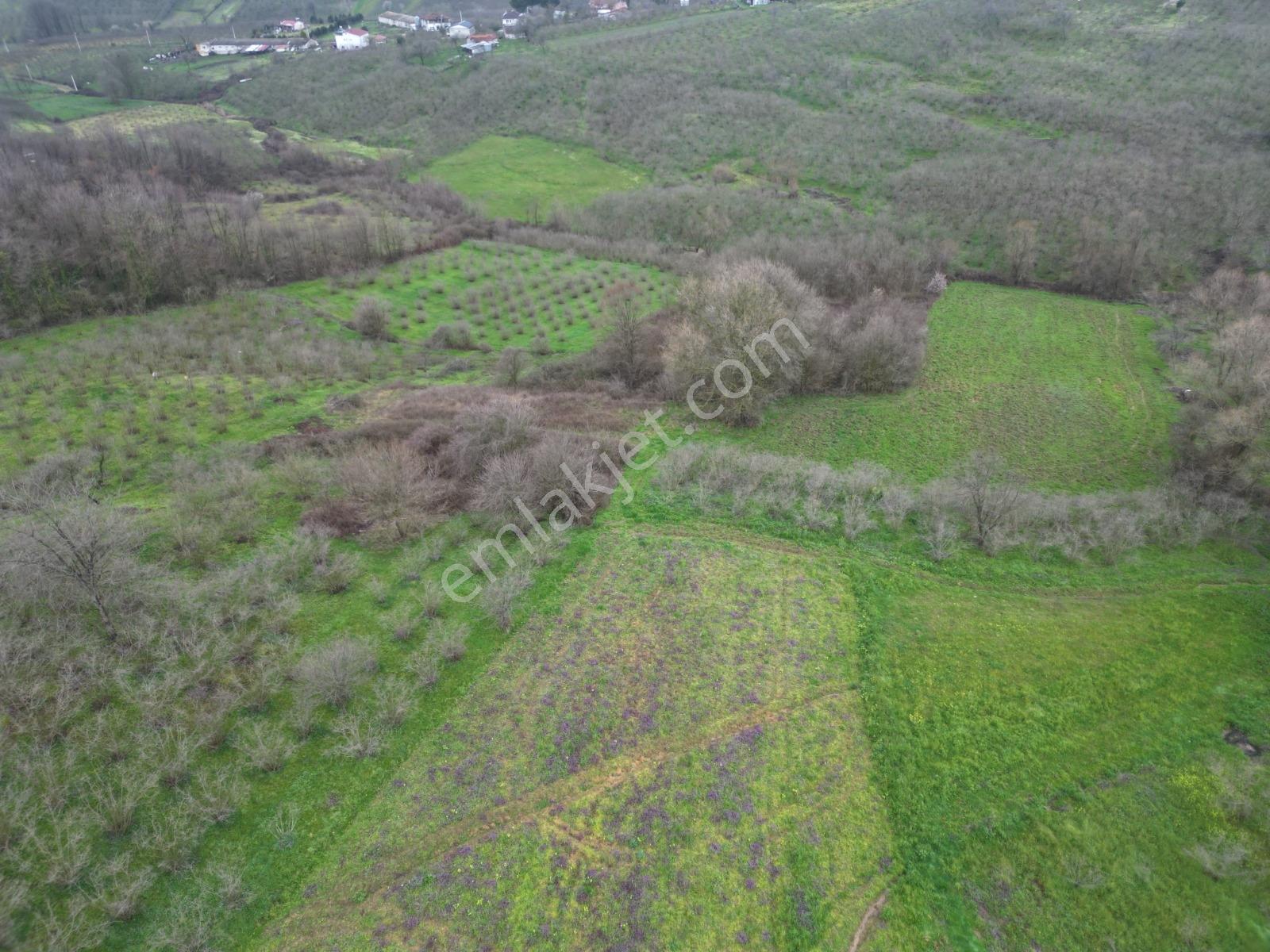 Kaynarca Yeşilovada Satılık 9.560 M2 Verimli Fındıklık - Görsel 19