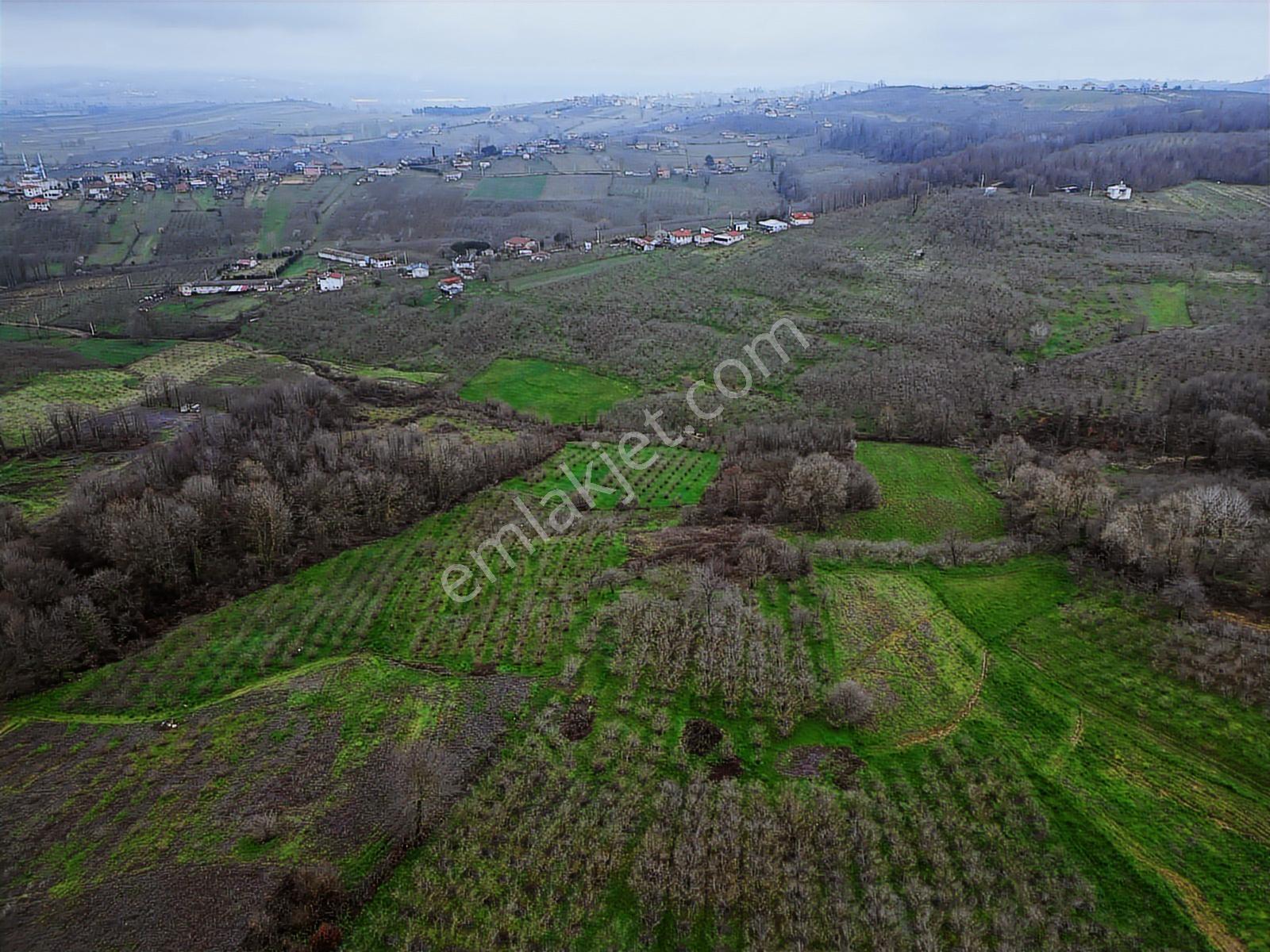 Kaynarca Yeşilovada Satılık 9.560 M2 Verimli Fındıklık - Görsel 14