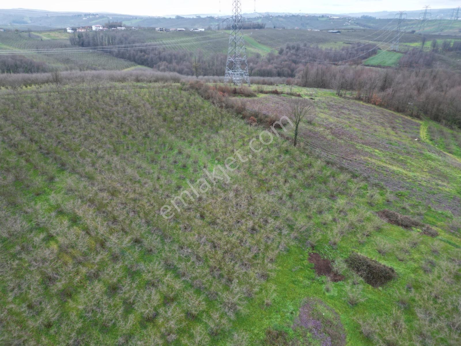 Kaynarca Yeşilovada Satılık 9.560 M2 Verimli Fındıklık - Görsel 20