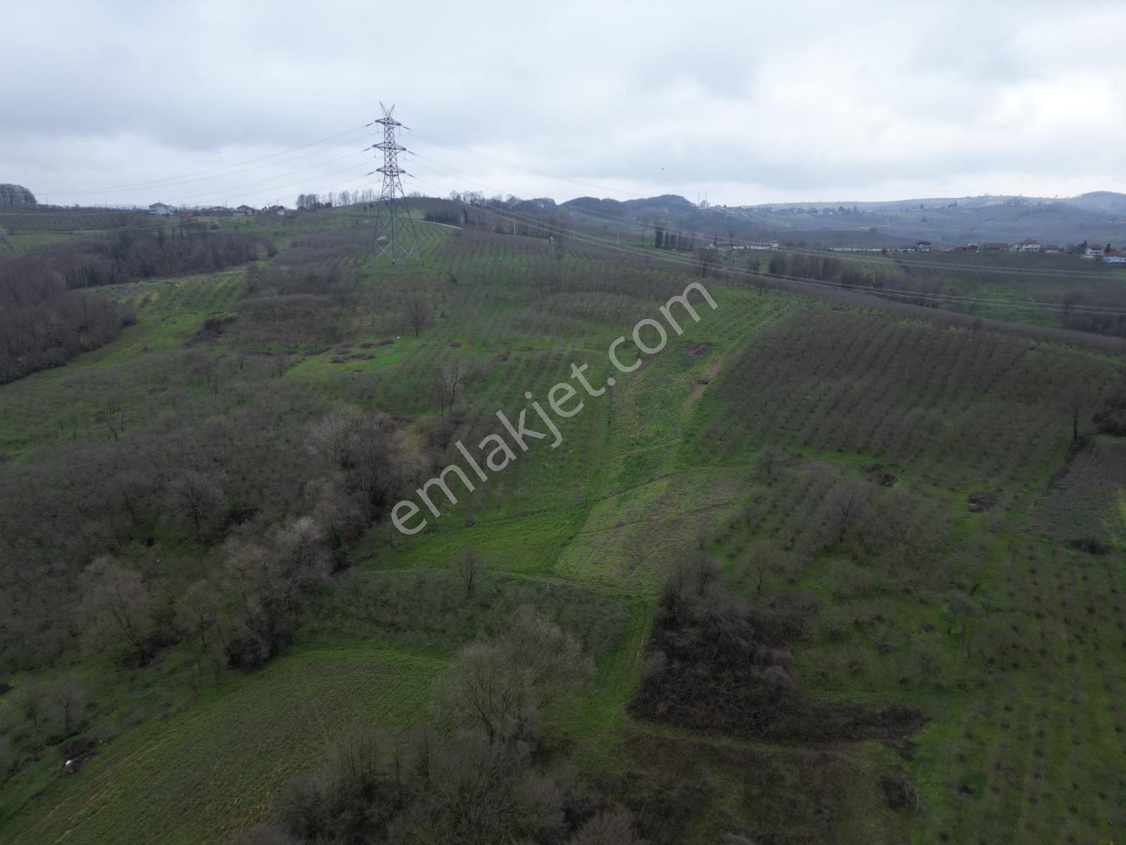 Kaynarca Yeşilovada Satılık 9.560 M2 Verimli Fındıklık - Görsel 24