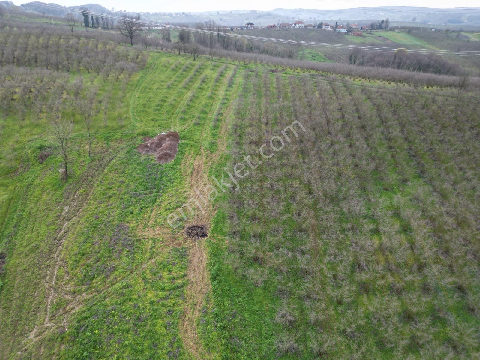 Kaynarca Yeşilovada Satılık 9.560 M2 Verimli Fındıklık - Görsel 22