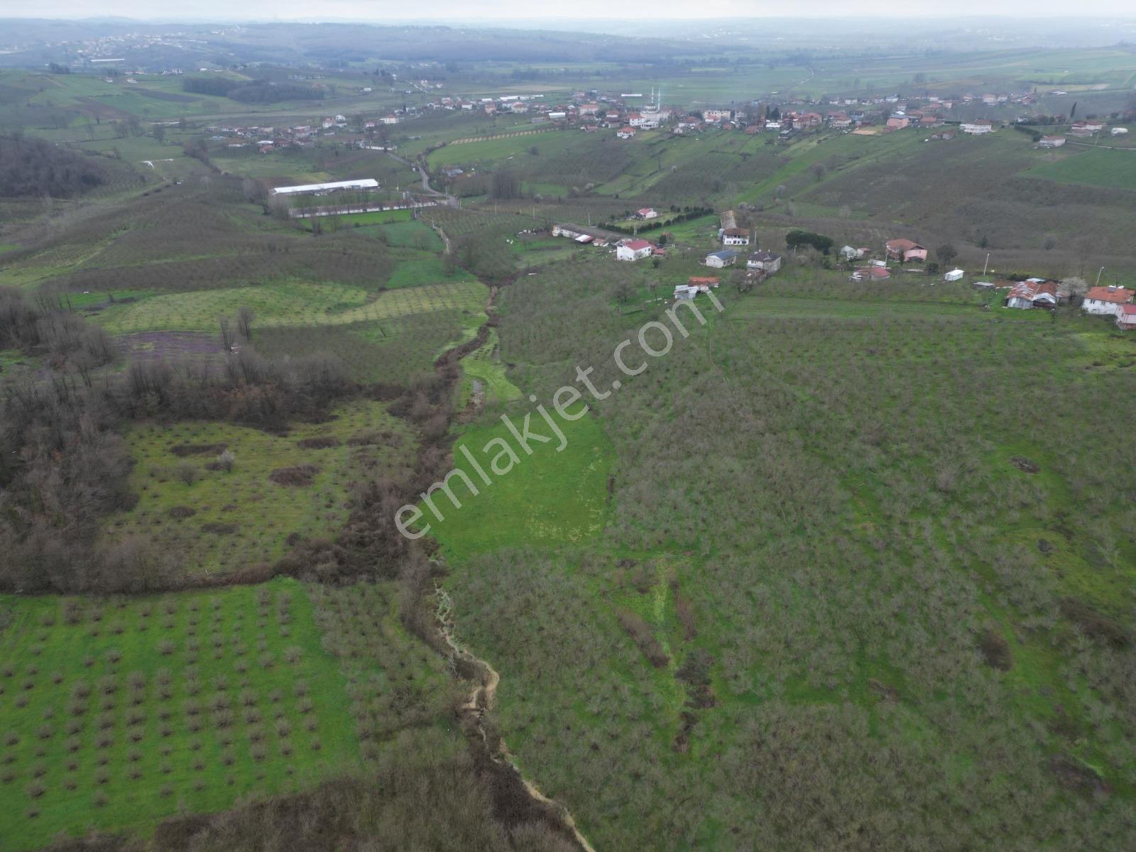 Kaynarca Yeşilovada Satılık 9.560 M2 Verimli Fındıklık - Görsel 16