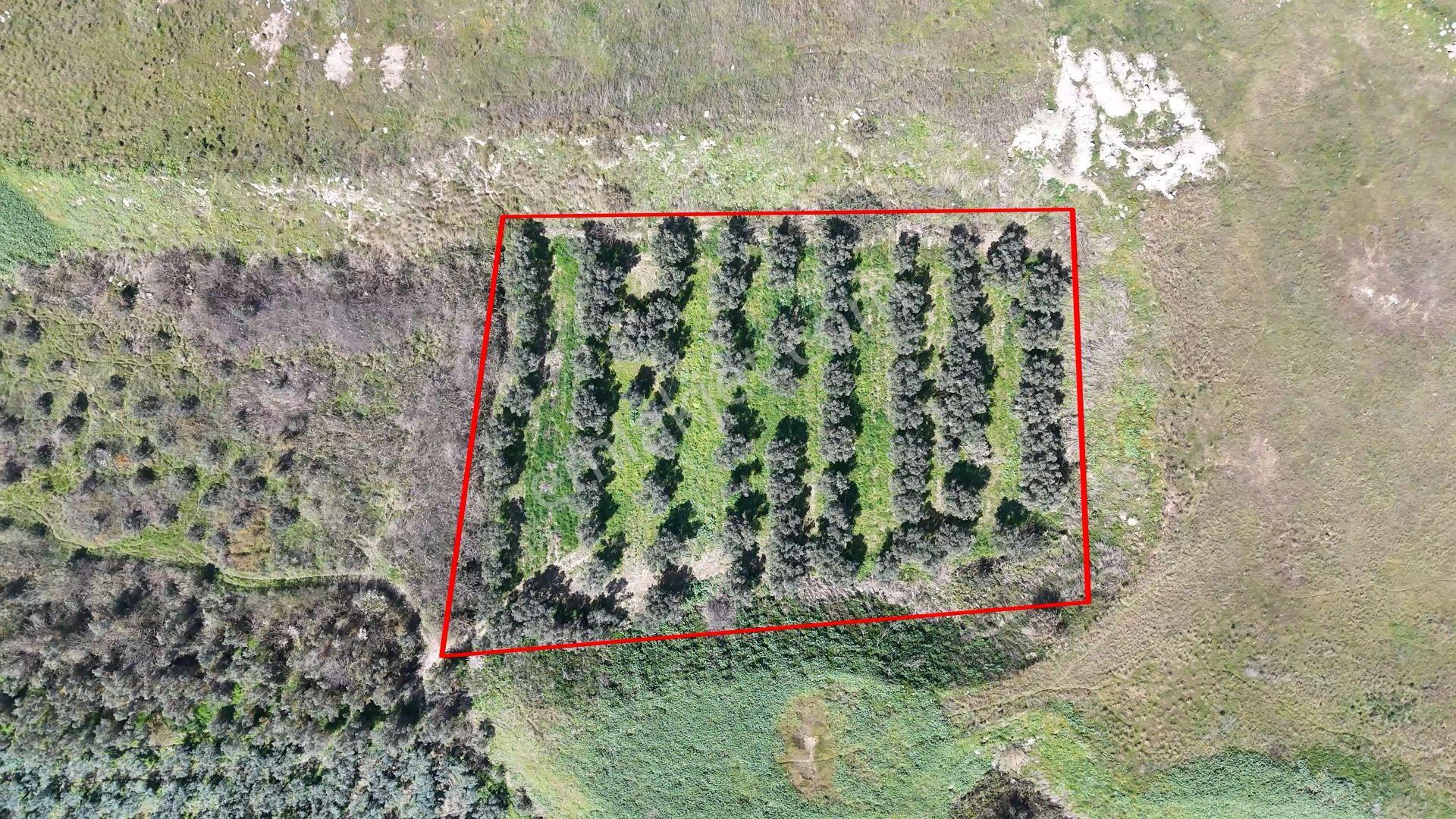 C21 Cius;satılık 5568 M² Zeytinlik - Gemlik Serbest Bölge