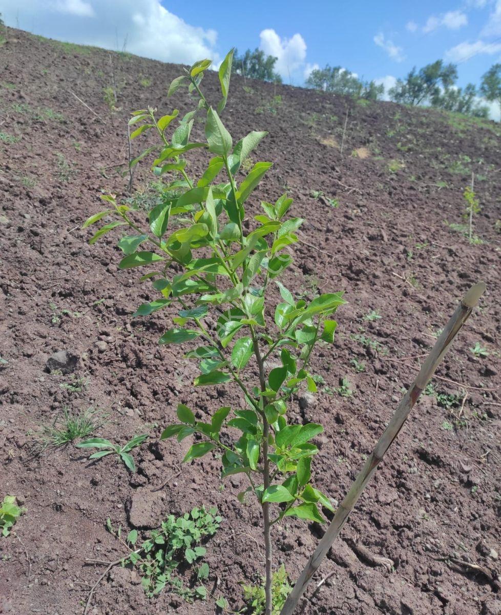 Dürdane'de 8097 M2 Satılık Tarla - Yola Cephe - Görsel 11