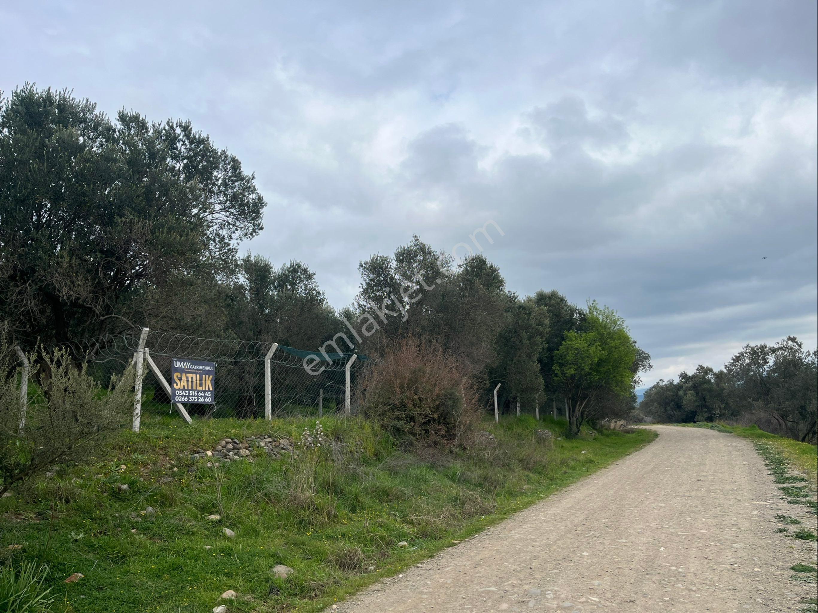 Havran Merkez'e 3 Dakika Fırsat Zeytinlik - Görsel 4