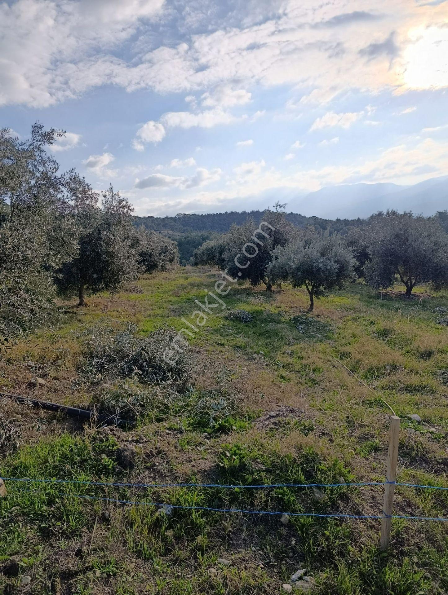Karacasu Yenice Mah De Satılık Zeytinlik - Görsel 10
