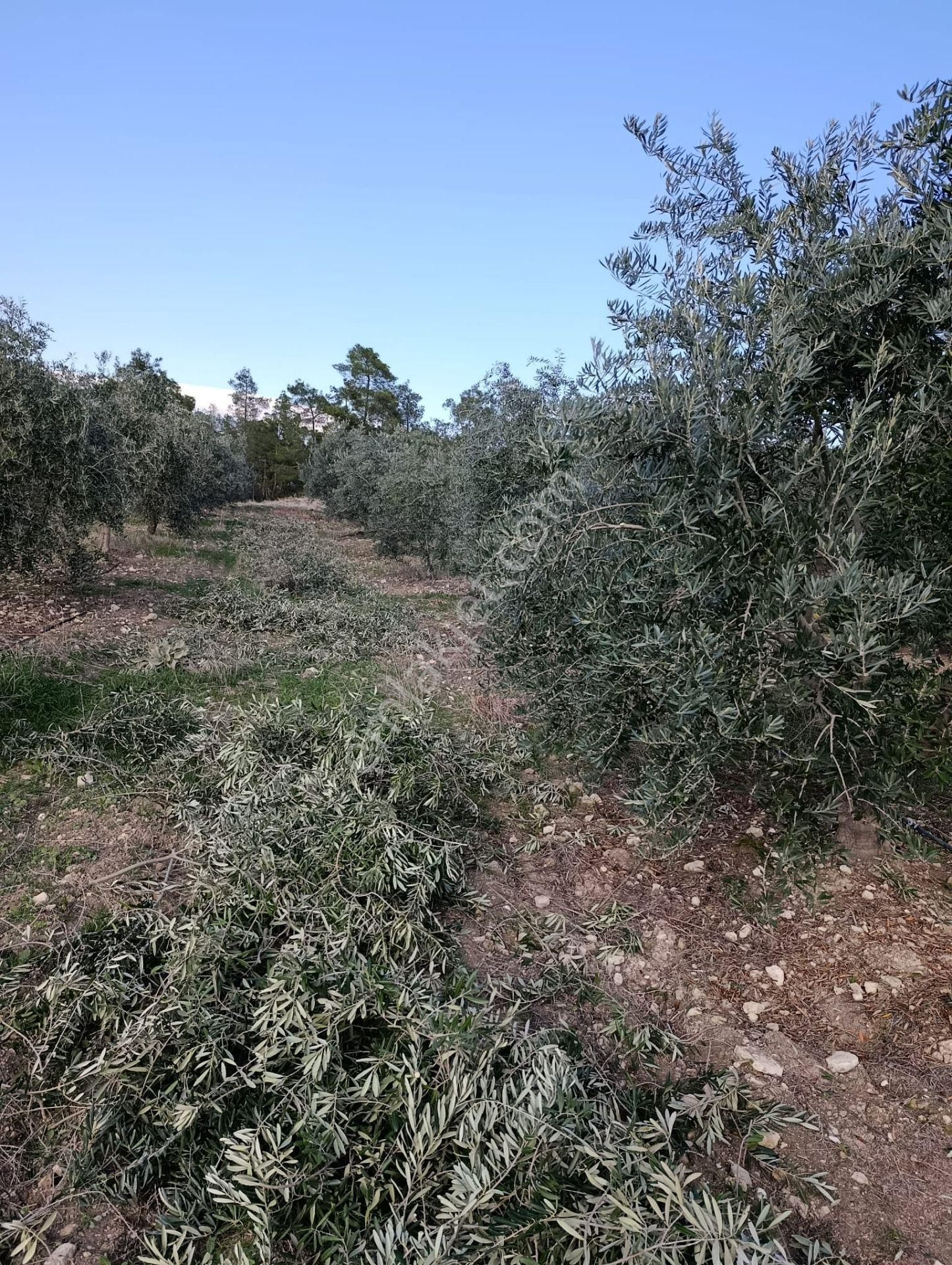 Karacasu Yenice Mah De Satılık Zeytinlik - Görsel 14