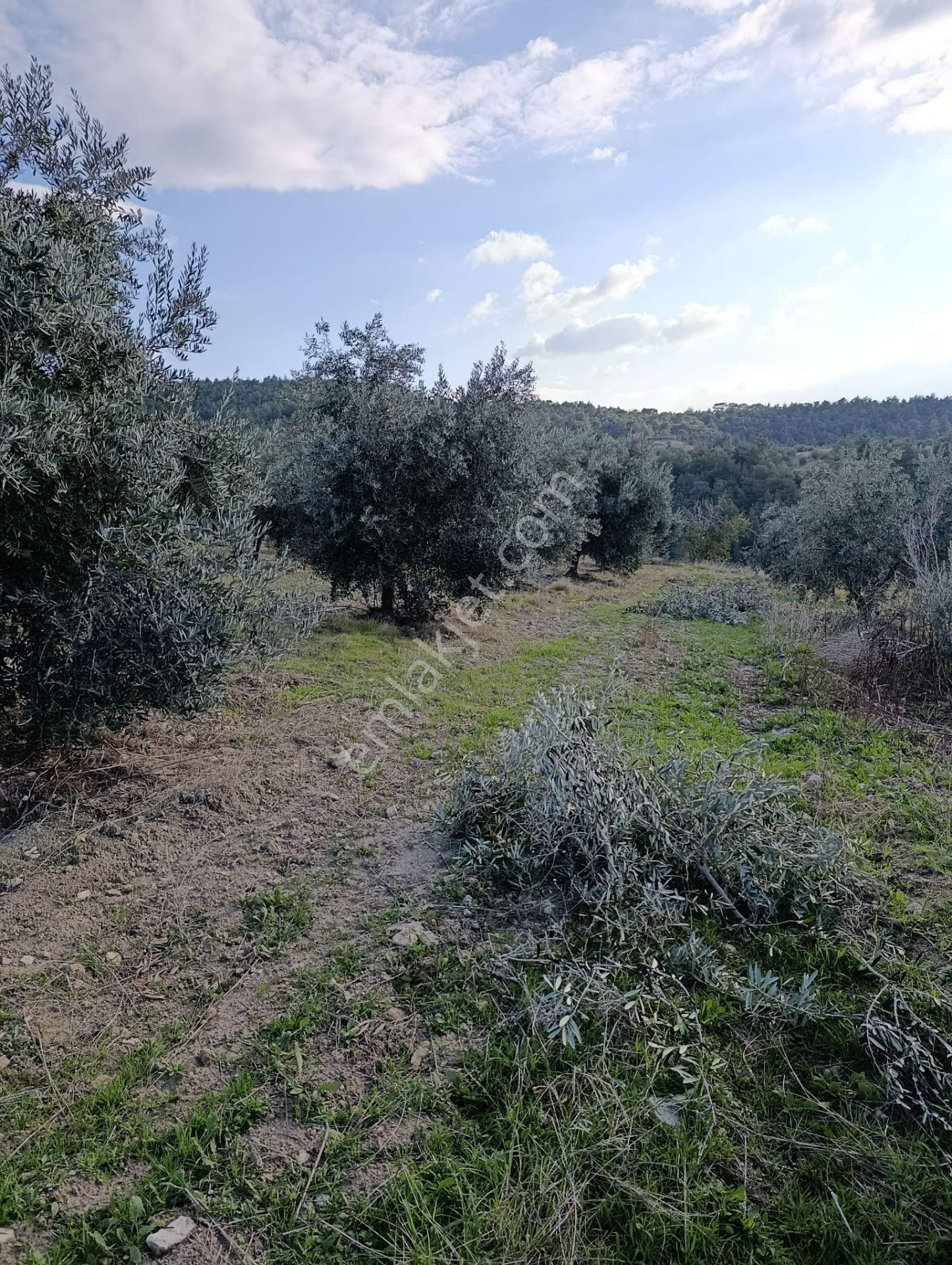 Karacasu Yenice Mah De Satılık Zeytinlik - Görsel 4