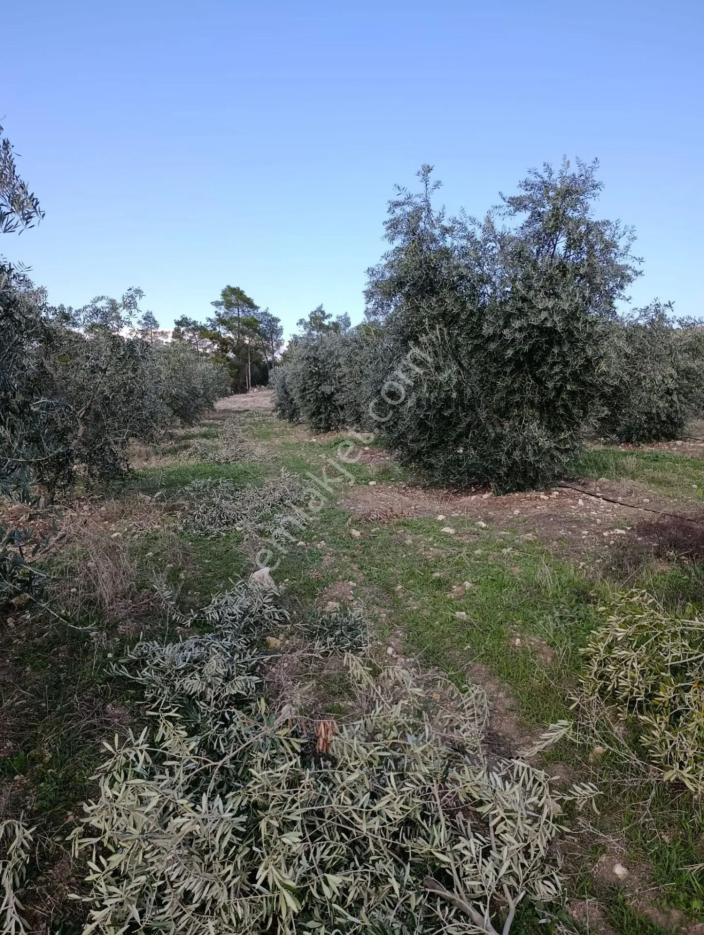 Karacasu Yenice Mah De Satılık Zeytinlik - Görsel 2