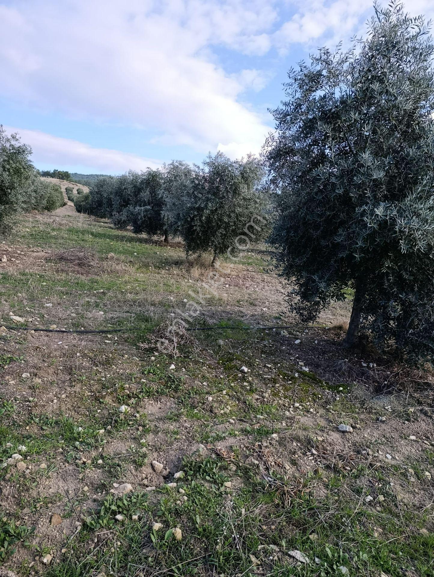 Karacasu Yenice Mah De Satılık Zeytinlik - Görsel 8