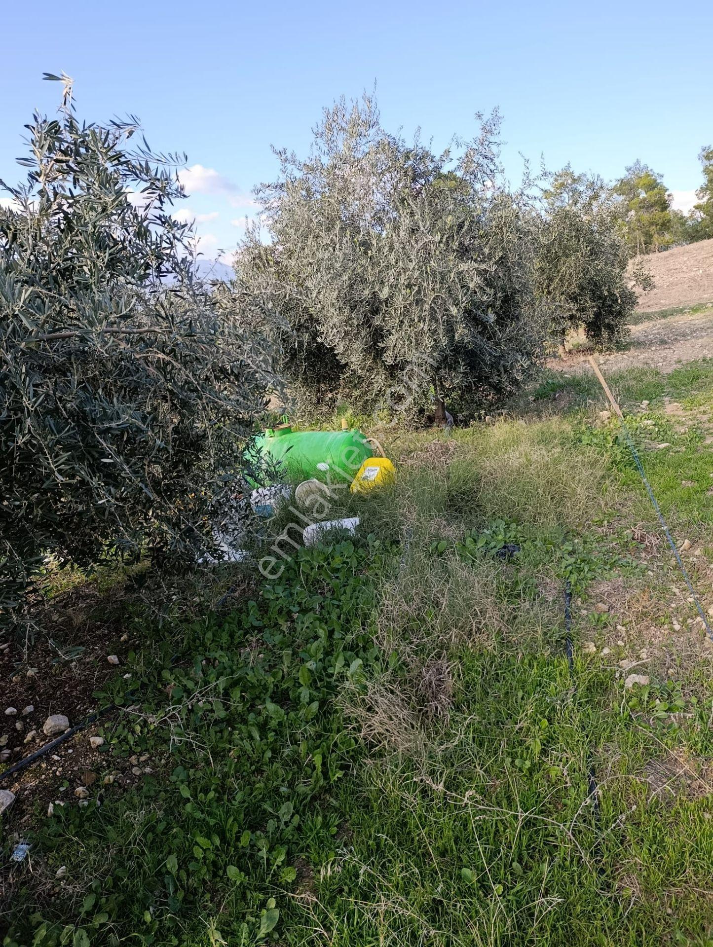 Karacasu Yenice Mah De Satılık Zeytinlik - Görsel 12