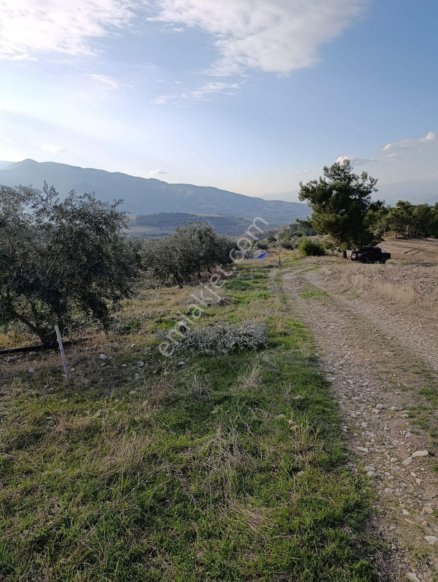Karacasu Yenice Mah De Satılık Zeytinlik - Görsel 16