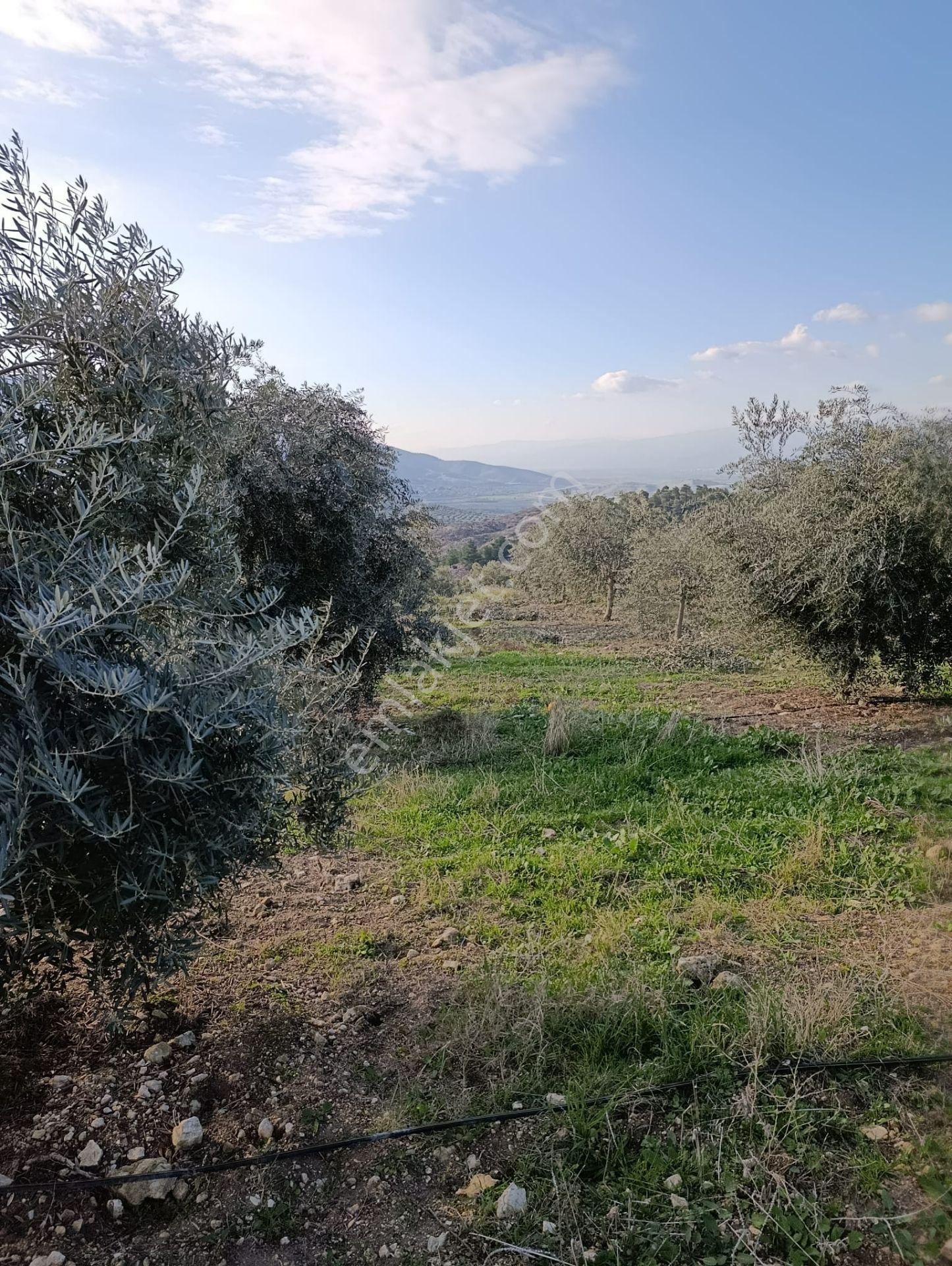 Karacasu Yenice Mah De Satılık Zeytinlik - Görsel 6