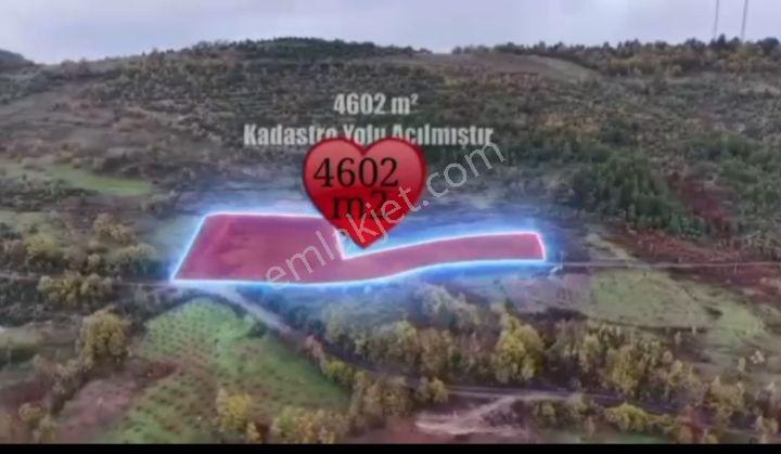 Ev Yapmaya Ve Hayvan Çiftliği 19 Büyük Baş Ahır İzni Var 4602 M2 - Görsel 5