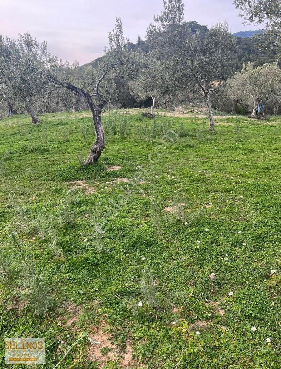 Bergama Alacalar Köyünde 2397 M2 Zeytinlik - Görsel 4