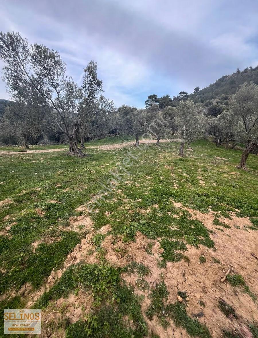 Bergama Alacalar Köyünde 2397 M2 Zeytinlik - Görsel 9