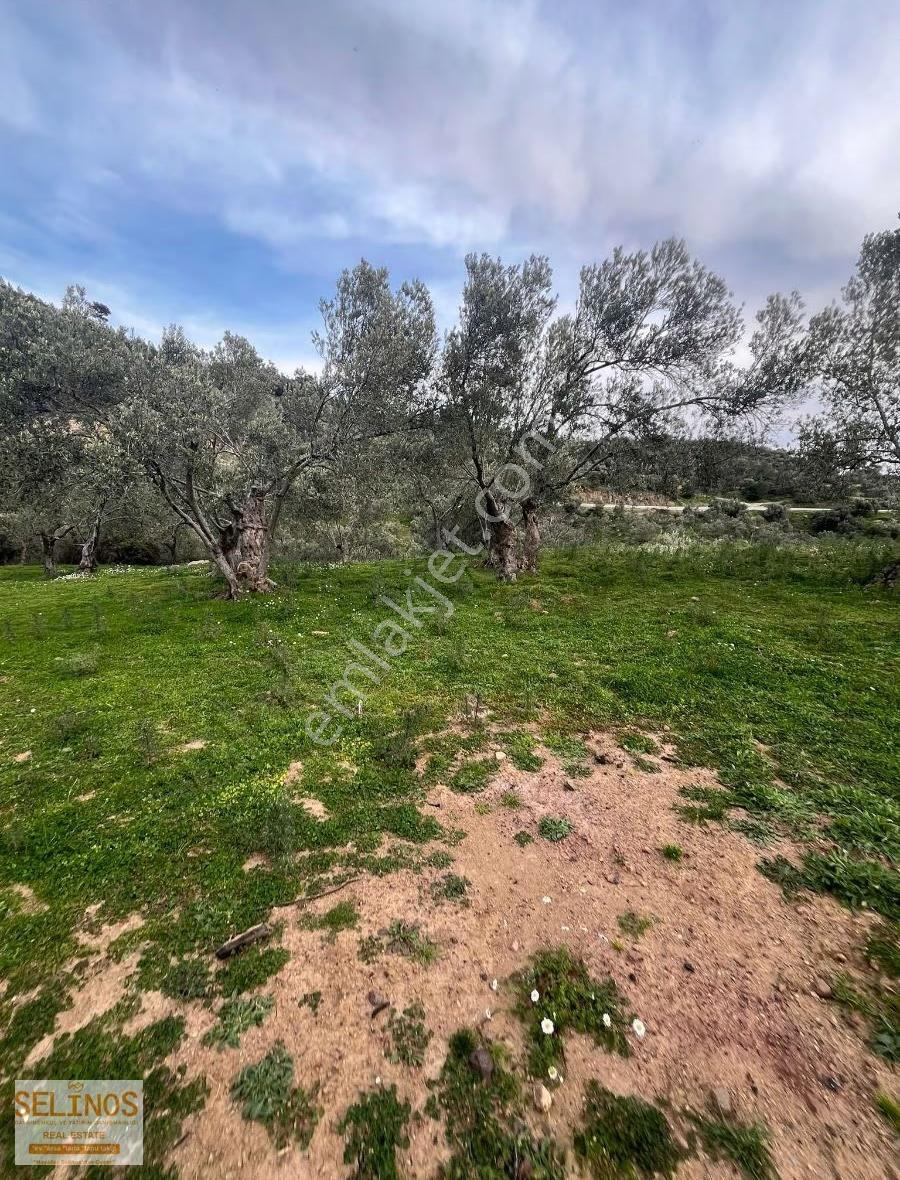 Bergama Alacalar Köyünde 2397 M2 Zeytinlik - Görsel 6