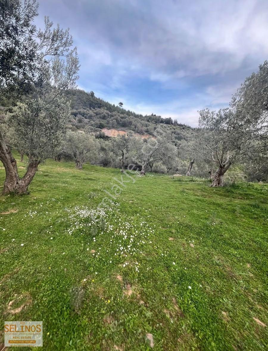 Bergama Alacalar Köyünde 2397 M2 Zeytinlik - Görsel 3