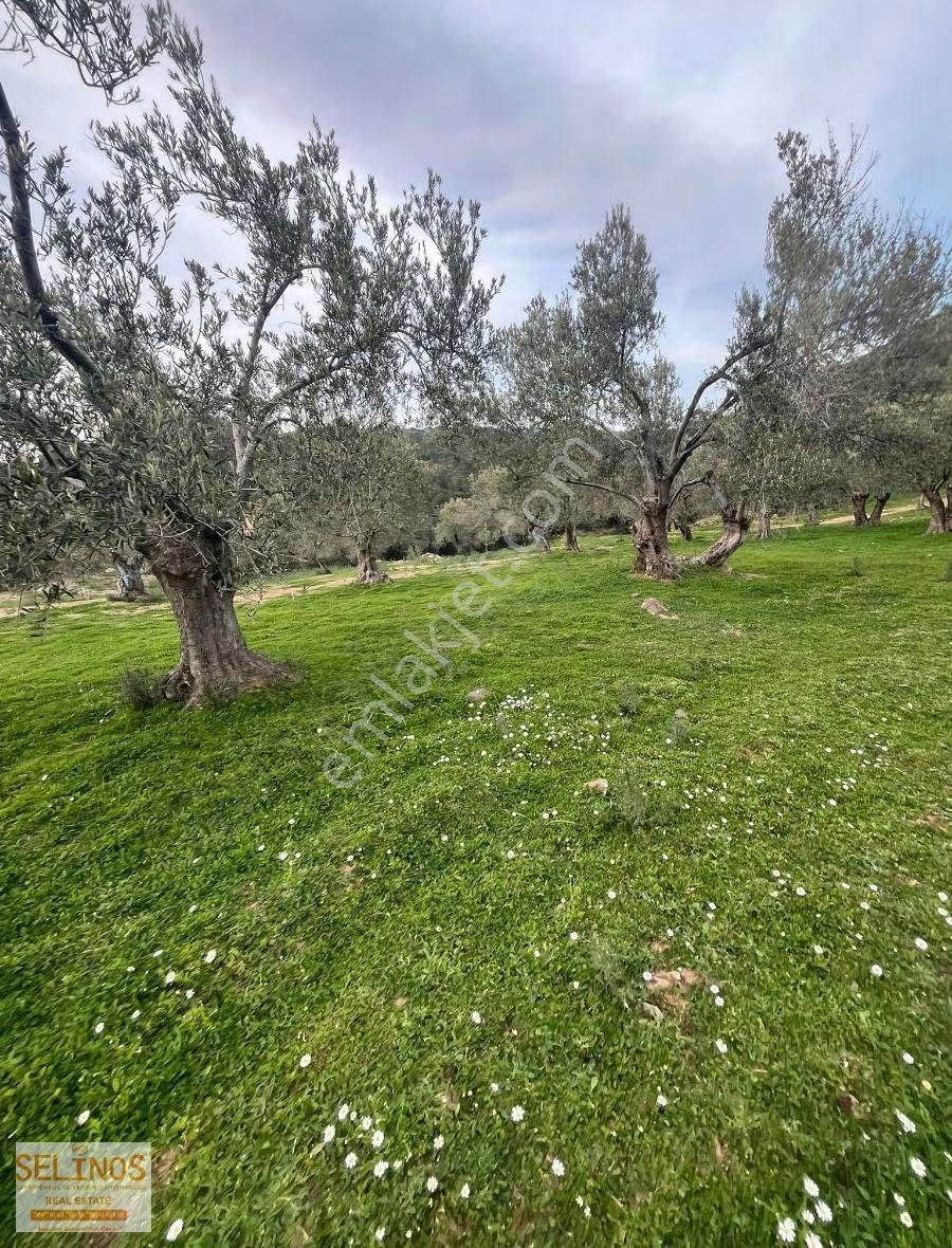 Bergama Alacalar Köyünde 2397 M2 Zeytinlik - Görsel 8