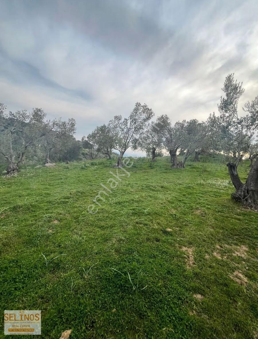 Bergama Alacalar Köyünde 2397 M2 Zeytinlik - Görsel 5
