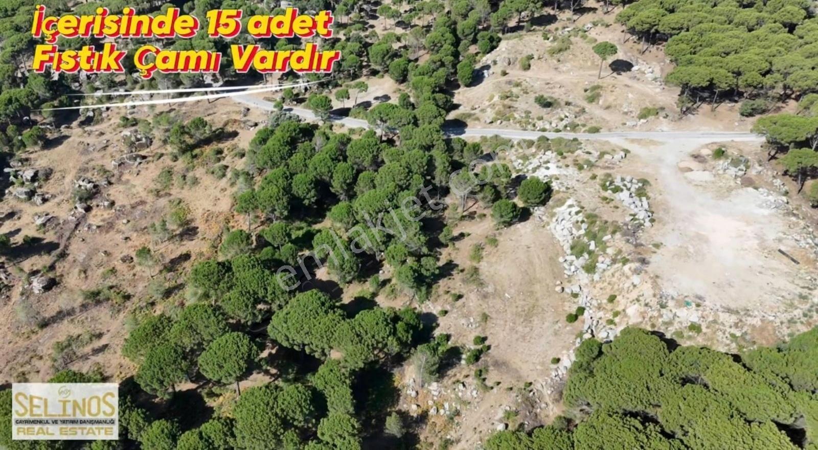 Kozak Aşağıcuma Köyünde Satılık Fıstıklık - Görsel 5