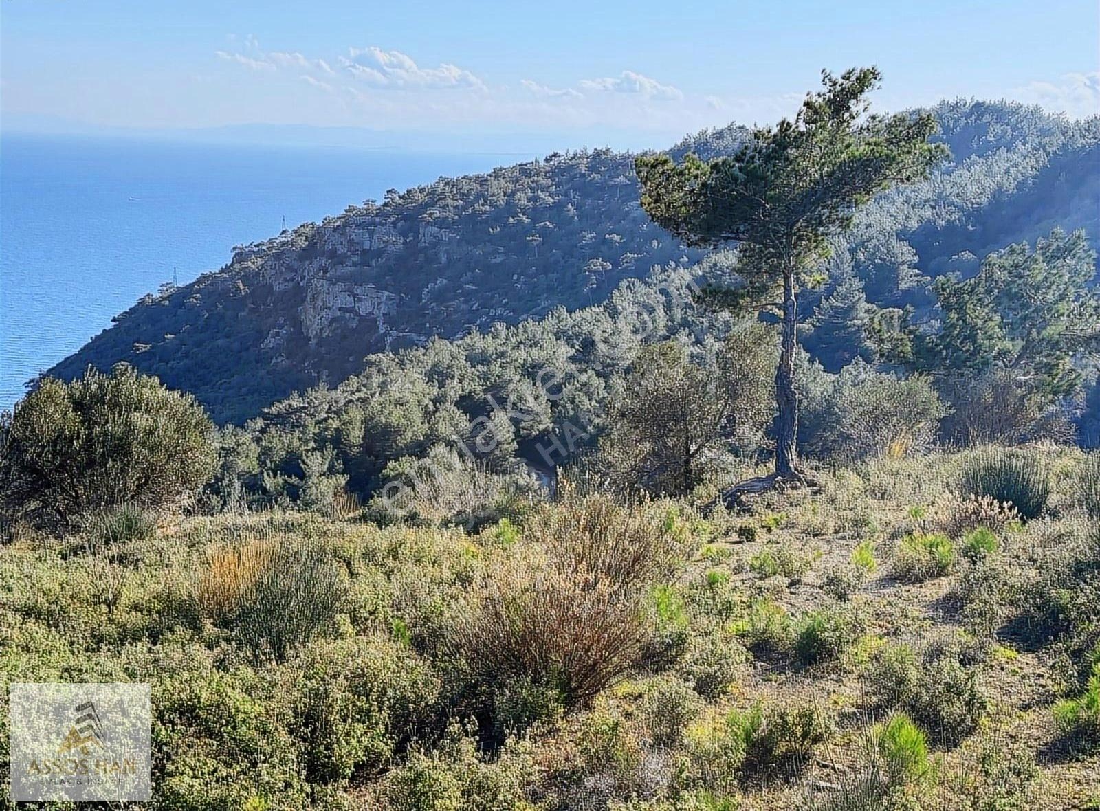 Assos Sazlı Köyü'nde Panoramik Deniz Manzaralı 7934m² Zeytinlik - Görsel 8