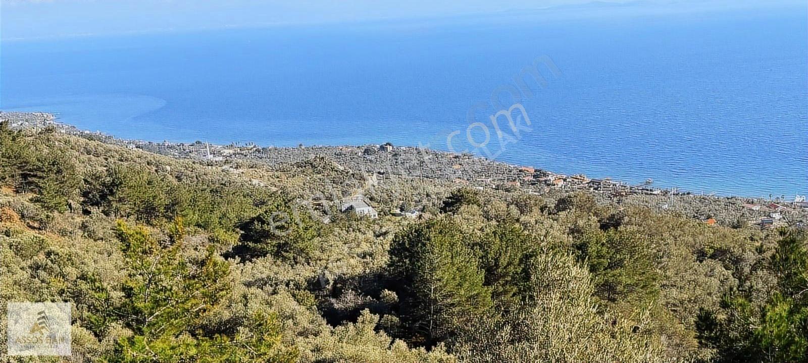 Assos Sazlı Köyü'nde Panoramik Deniz Manzaralı 7934m² Zeytinlik - Görsel 5