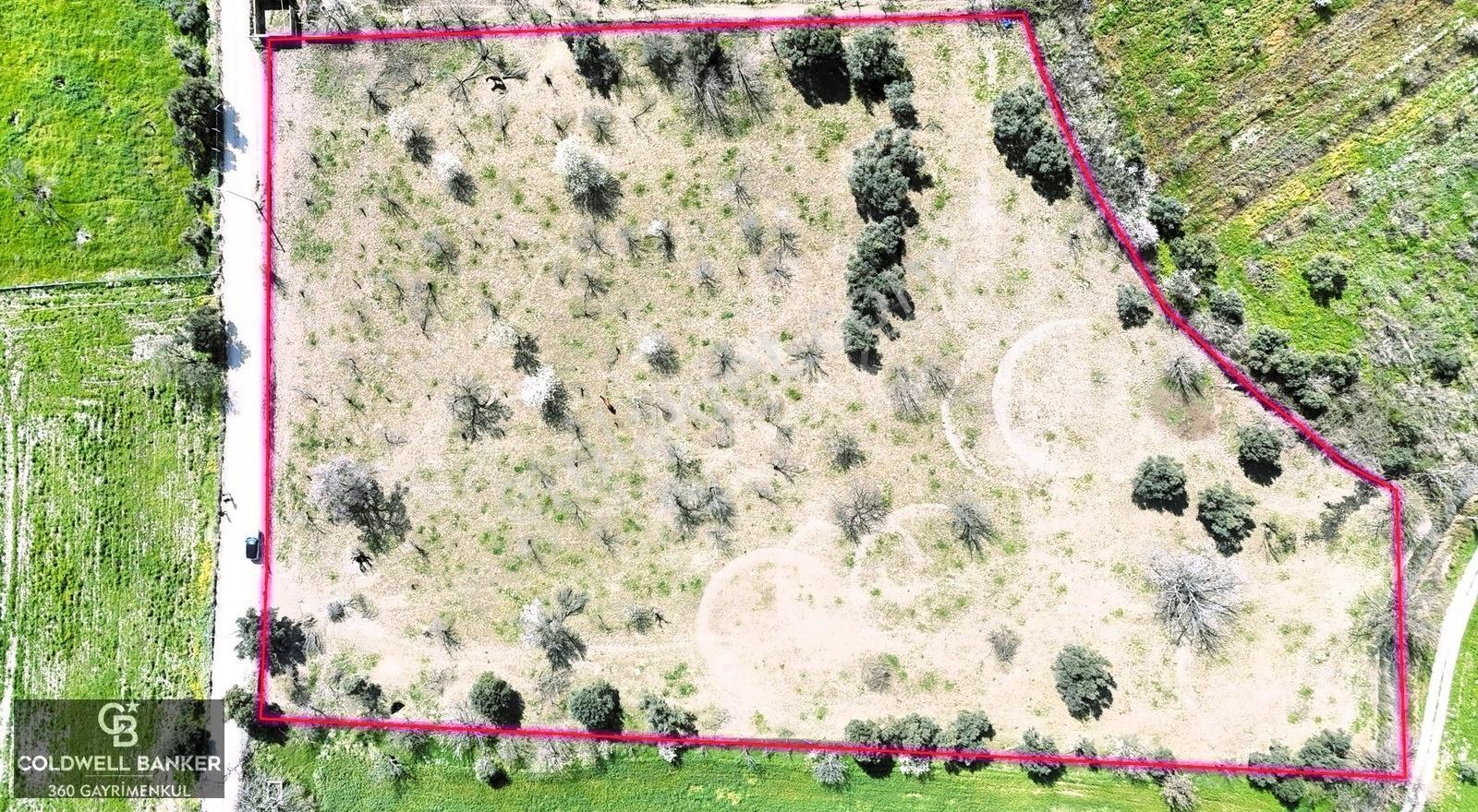 Kemalpaşa'da Kadastrol Yola Cepheli 6313 M2 Satılık Tarla
