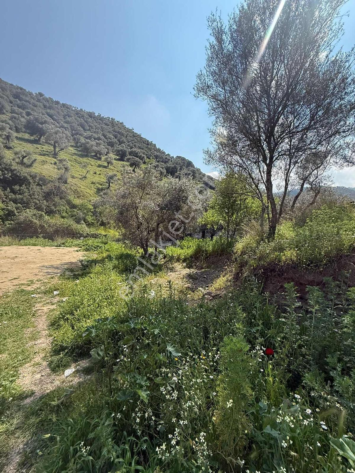 Aydın Koçarlı Merkezde Satılık İmarlı Arsa - Görsel 10