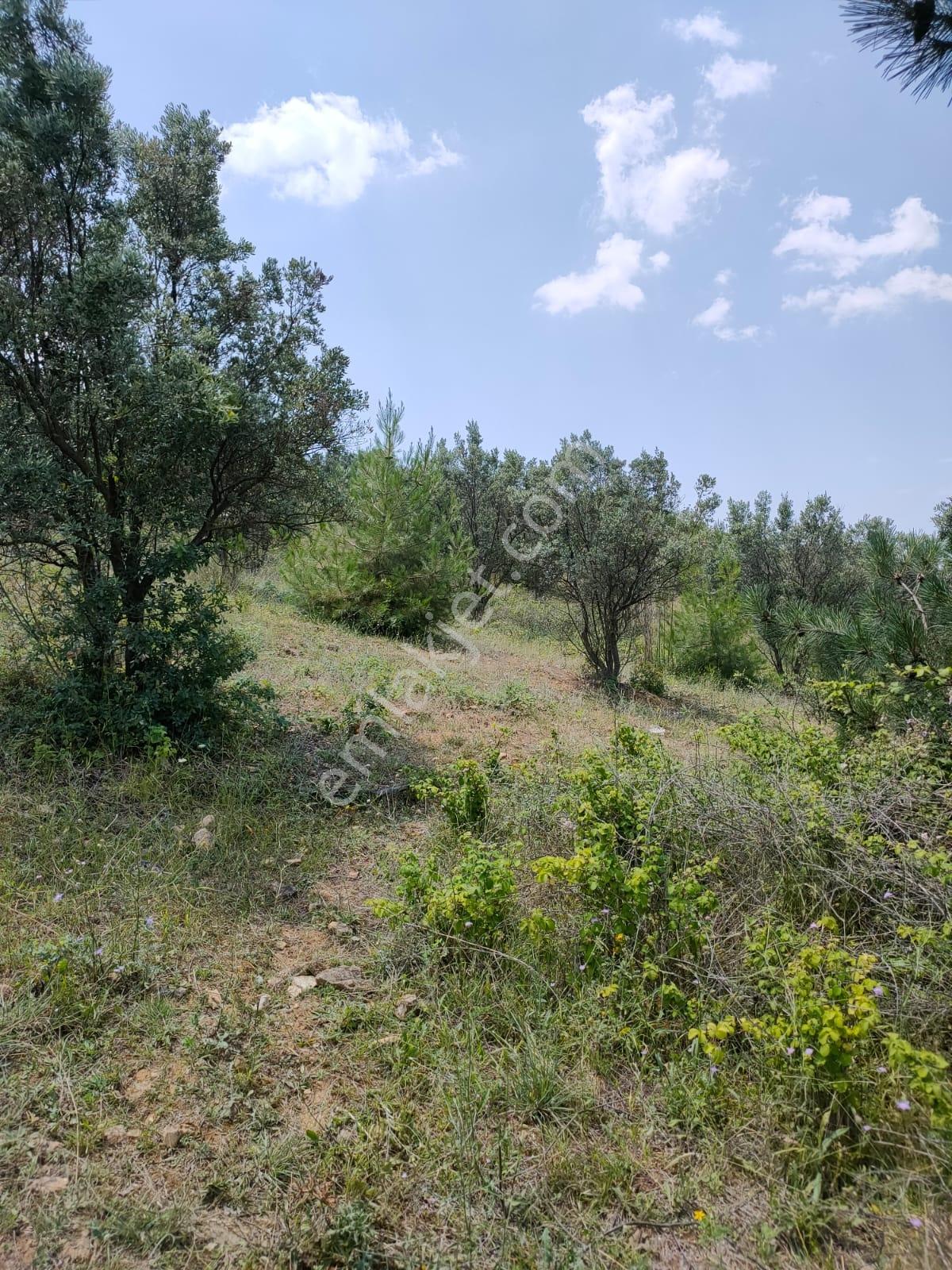 İznik Kaynarca'da Satılık 5350m² Tarla Vasfında Arazi - Görsel 6