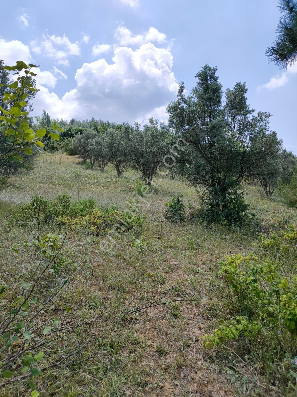 İznik Kaynarca'da Satılık 5350m² Tarla Vasfında Arazi - Görsel 3
