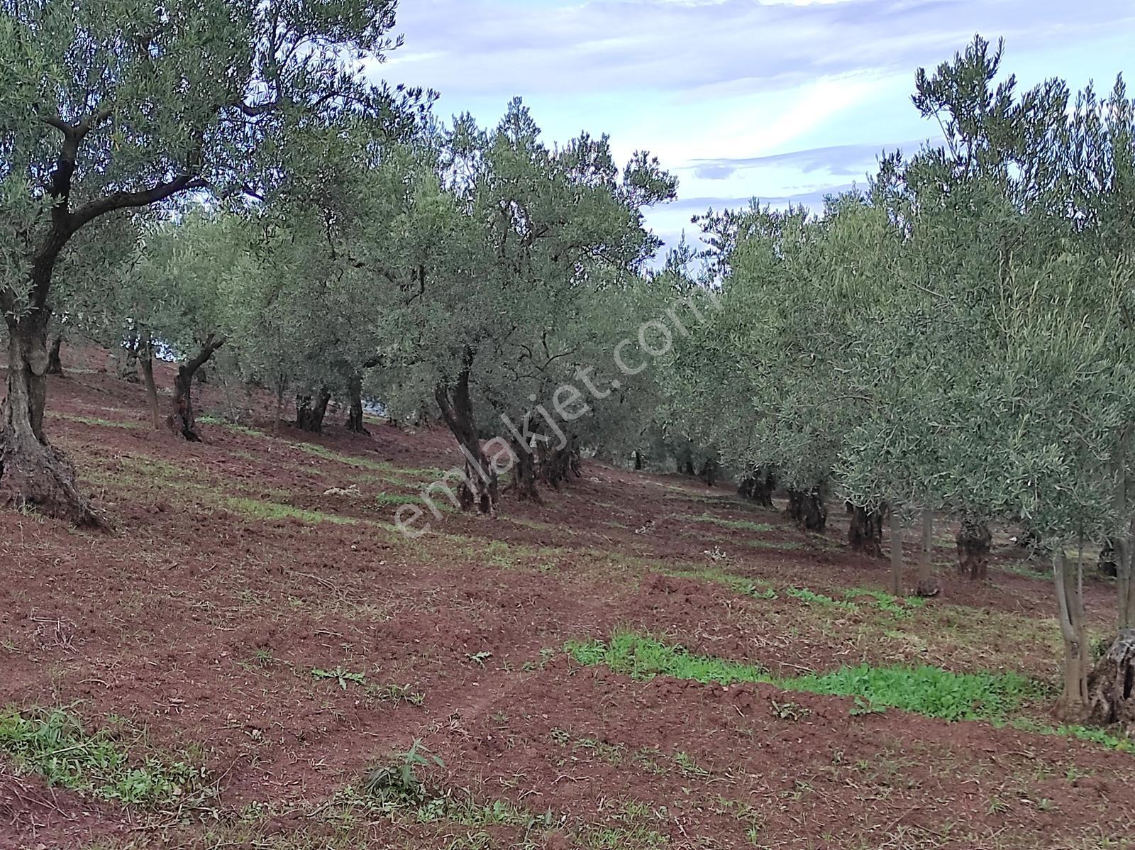 Özkan'dan Manzaralı-bakımlı-verimli 7576 Mt Satılık Zeytinlikk - Görsel 25