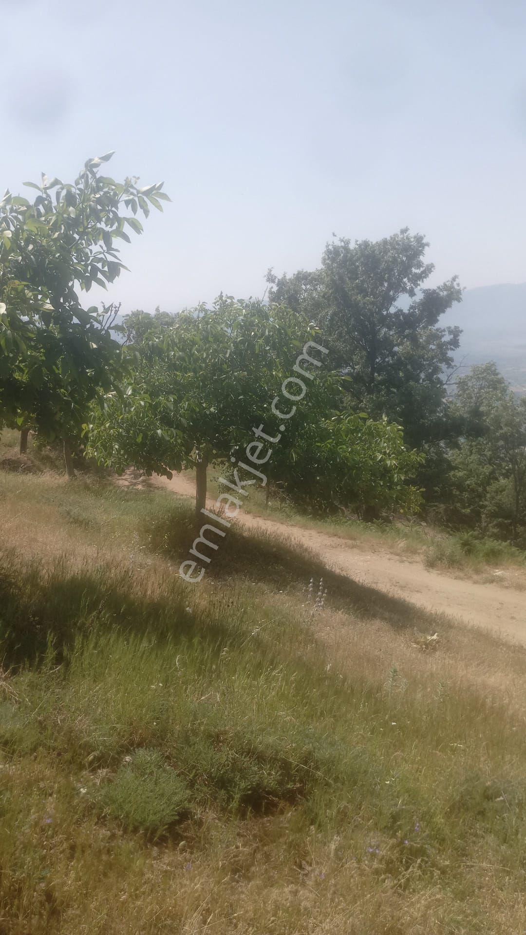 İzmir Kiraz Pınarbaşında 9374m2 Tek Tapu Tarla Satılık - Görsel 4