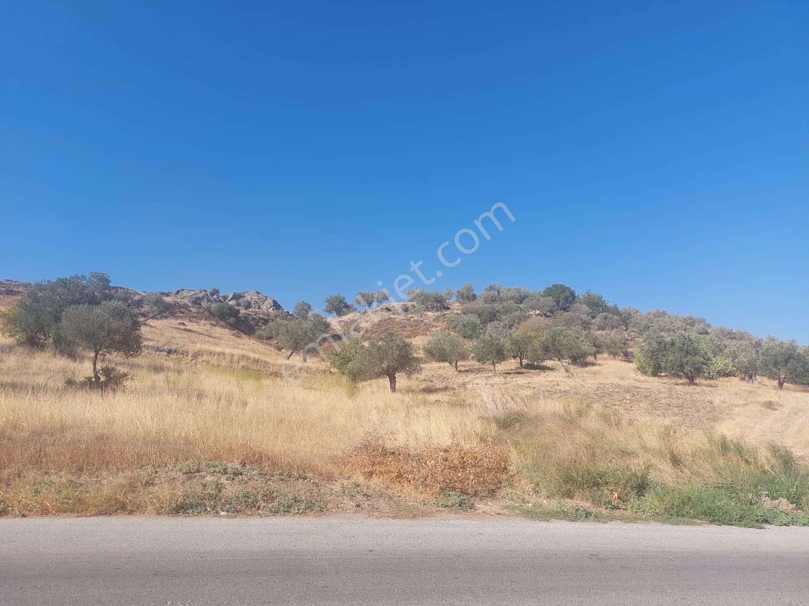 Cunda Adasında Deniz Manzaralı 8.400 M² Zeytinlikyeni Yol Üstü - Görsel 2