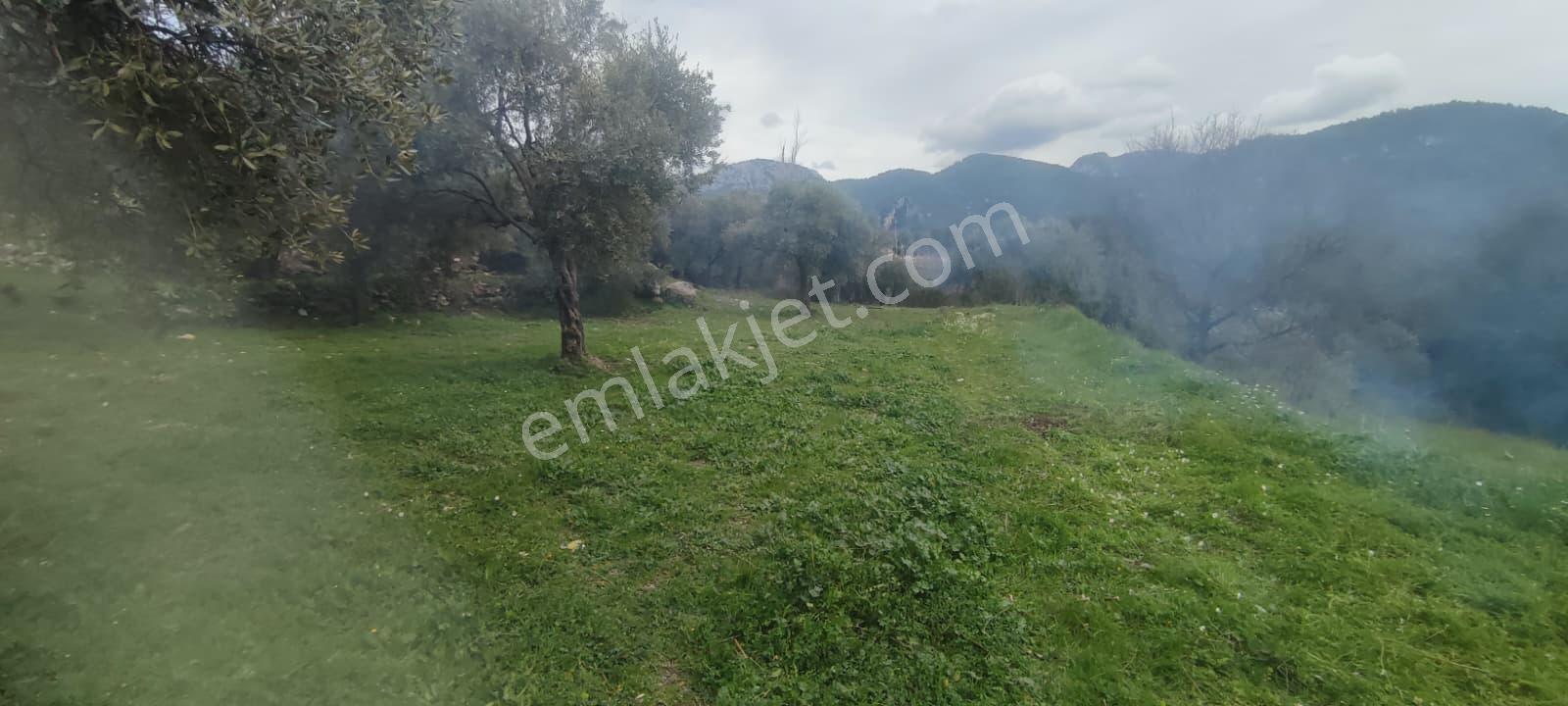Elvan Özçelik'den Ören Kalem'de Satılık Zeytinli Tarla - Görsel 19