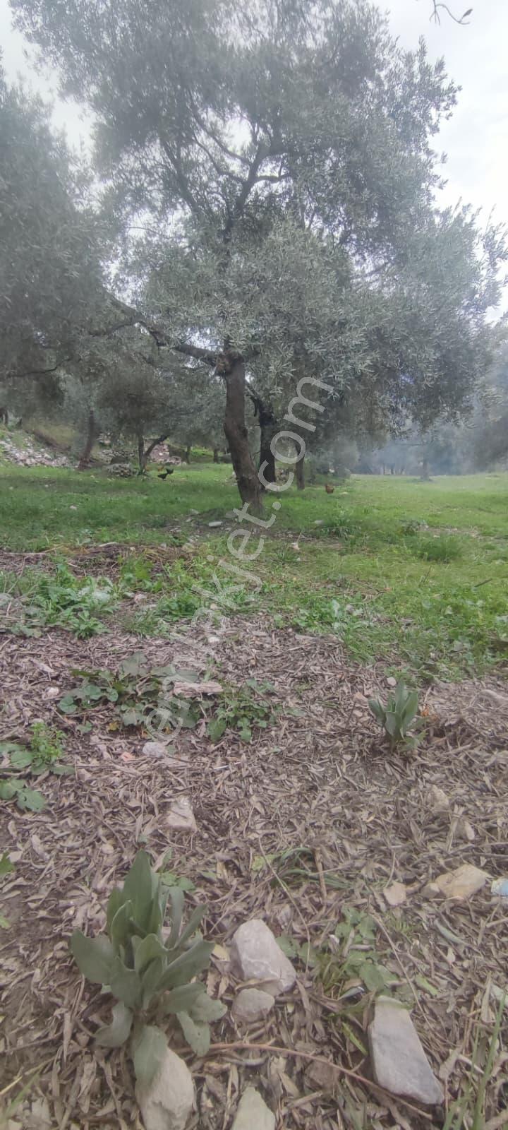 Elvan Özçelik'den Ören Kalem'de Satılık Zeytinli Tarla - Görsel 5