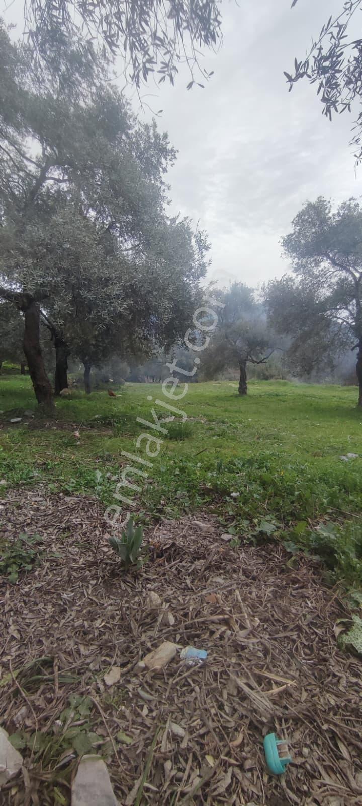 Elvan Özçelik'den Ören Kalem'de Satılık Zeytinli Tarla - Görsel 13