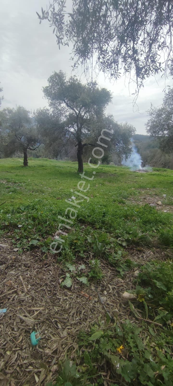 Elvan Özçelik'den Ören Kalem'de Satılık Zeytinli Tarla - Görsel 6