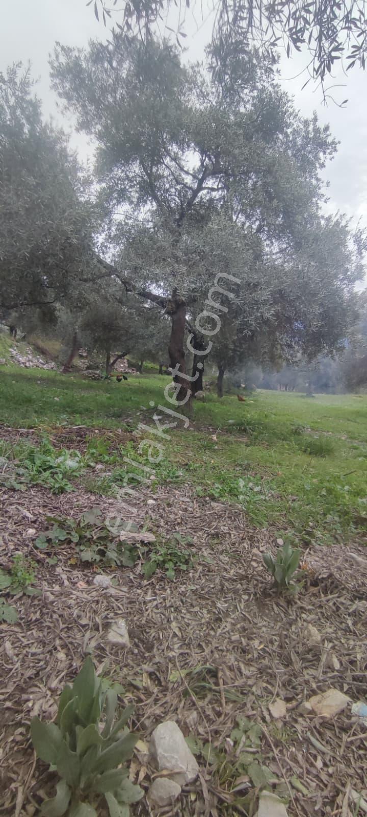 Elvan Özçelik'den Ören Kalem'de Satılık Zeytinli Tarla - Görsel 20