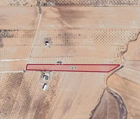 Haliliye'de 9121m² Fıstık Ağaçlı Satılık Arazi - Görsel 2