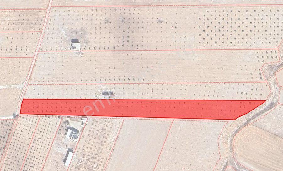 Haliliye'de 9121m² Fıstık Ağaçlı Satılık Arazi - Görsel 7