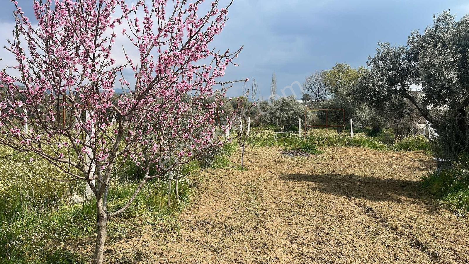 Torbalı Dirmil Mah 357m2 Yatırımlık Bahçe Niteliğinde Tarla - Görsel 20