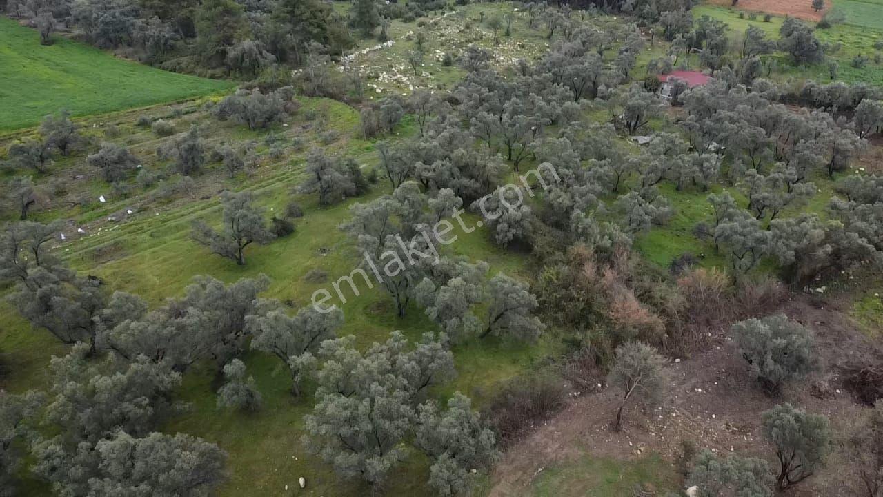 Seydikemer Girmelerde Doğa İçinde 1350 M2 Zeytinlik - Görsel 22