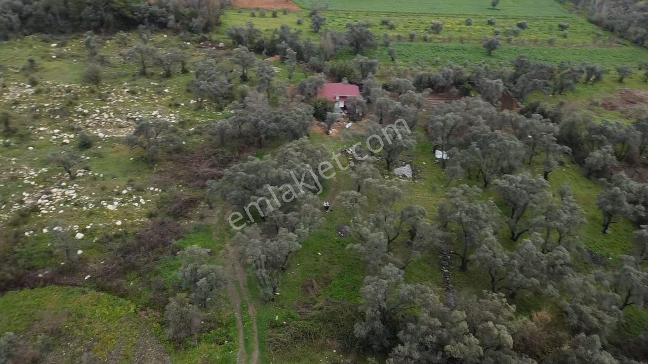 Seydikemer Girmelerde Doğa İçinde 1350 M2 Zeytinlik - Görsel 30