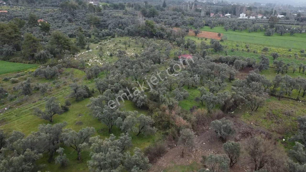 Seydikemer Girmelerde Doğa İçinde 1350 M2 Zeytinlik - Görsel 19