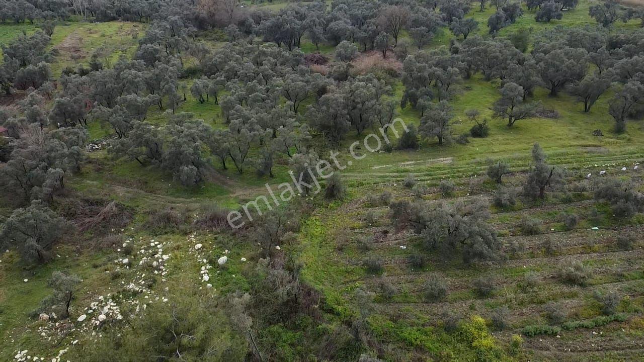 Seydikemer Girmelerde Doğa İçinde 1350 M2 Zeytinlik - Görsel 29