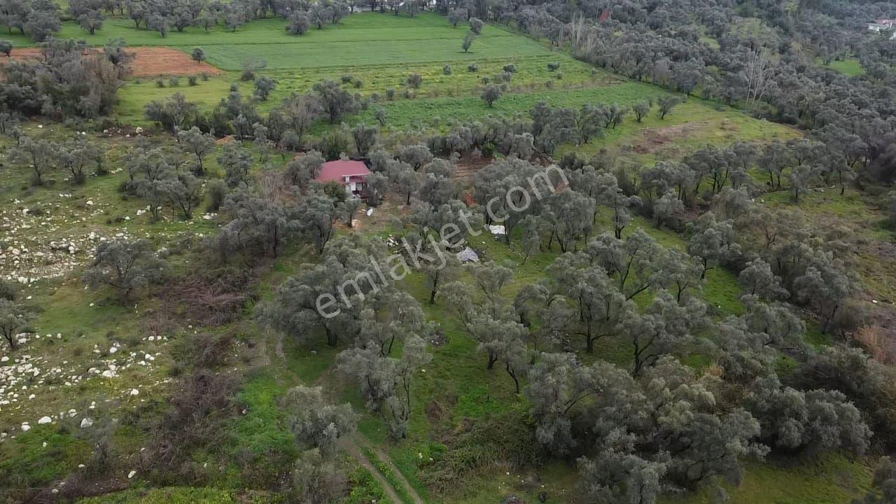 Seydikemer Girmelerde Doğa İçinde 1350 M2 Zeytinlik - Görsel 23