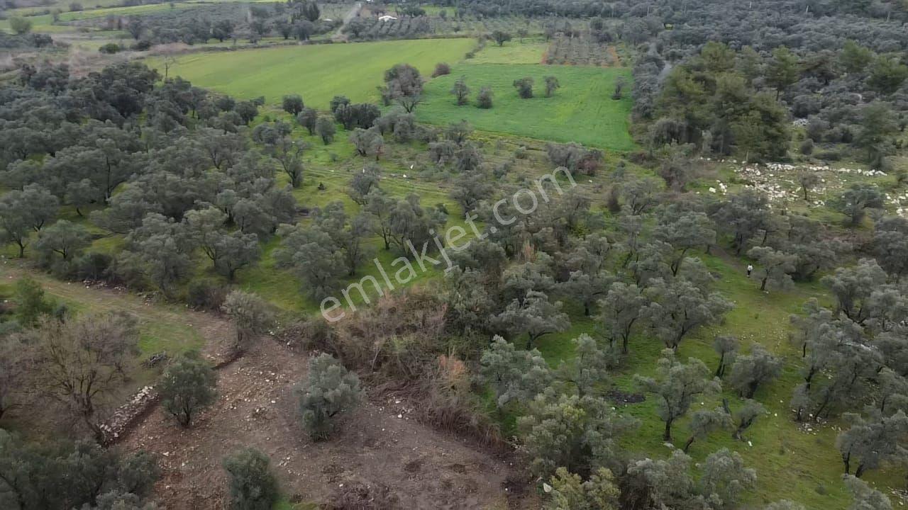 Seydikemer Girmelerde Doğa İçinde 1350 M2 Zeytinlik - Görsel 33