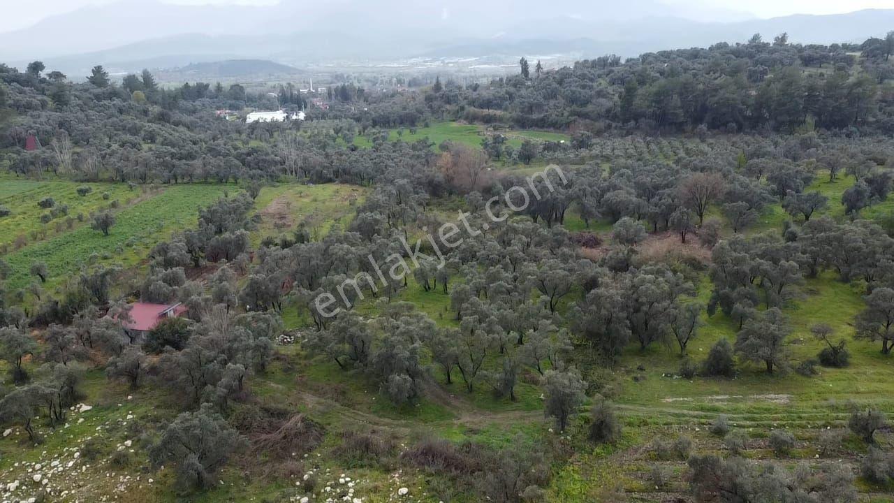 Seydikemer Girmelerde Doğa İçinde 1350 M2 Zeytinlik - Görsel 24
