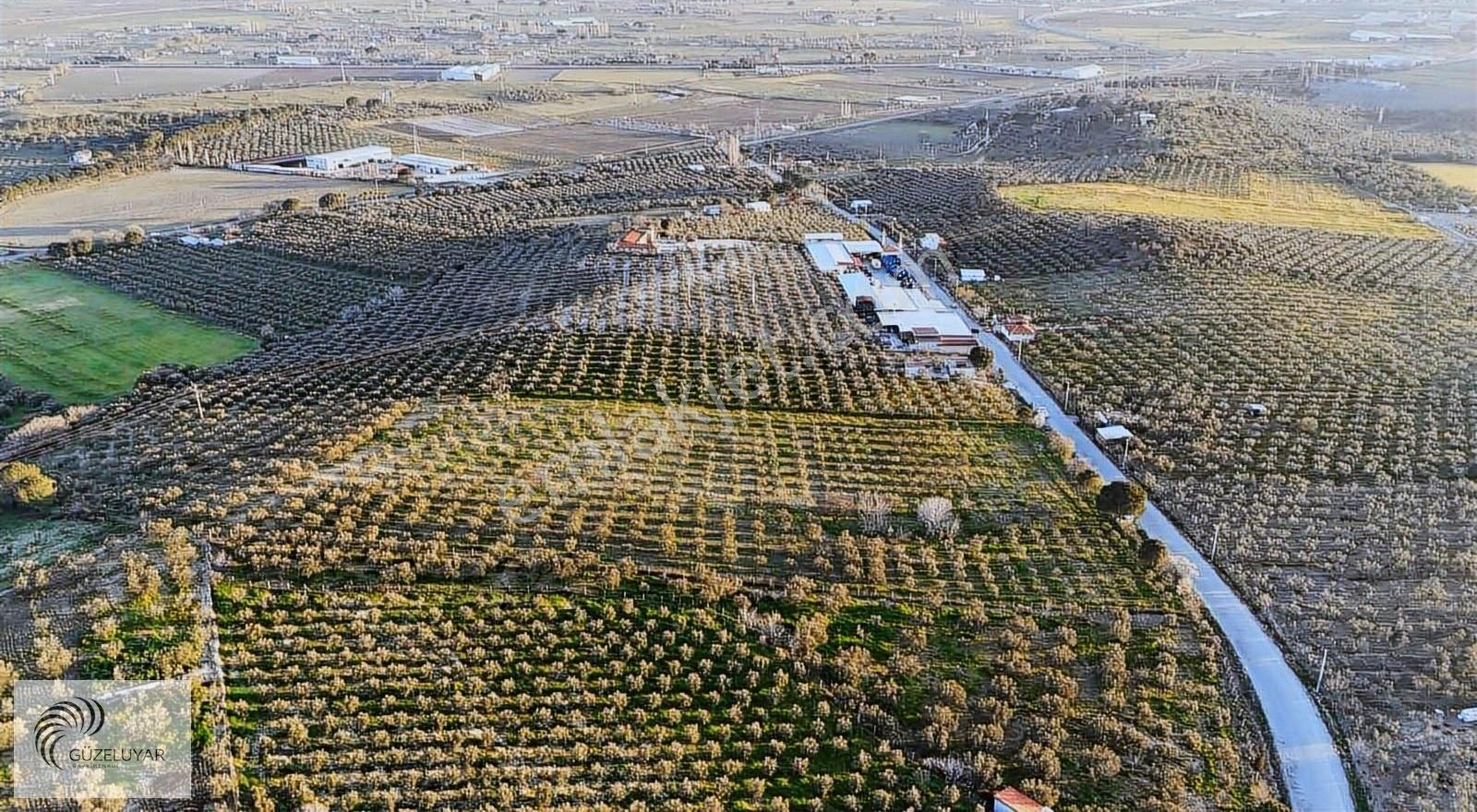 Kurtuluş Mahallesi Hamzalı Yolu Üzerinde Satılık Zeytinlik - Görsel 4